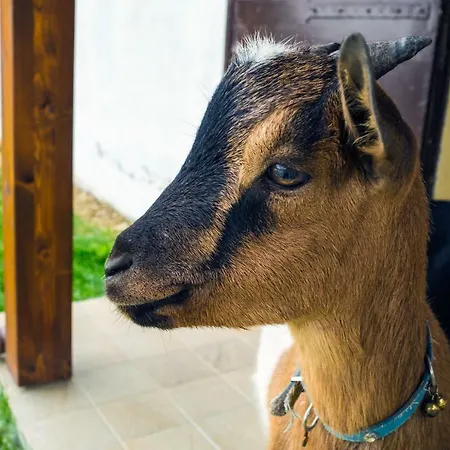 Ca' Poldo Farm stay Ancona